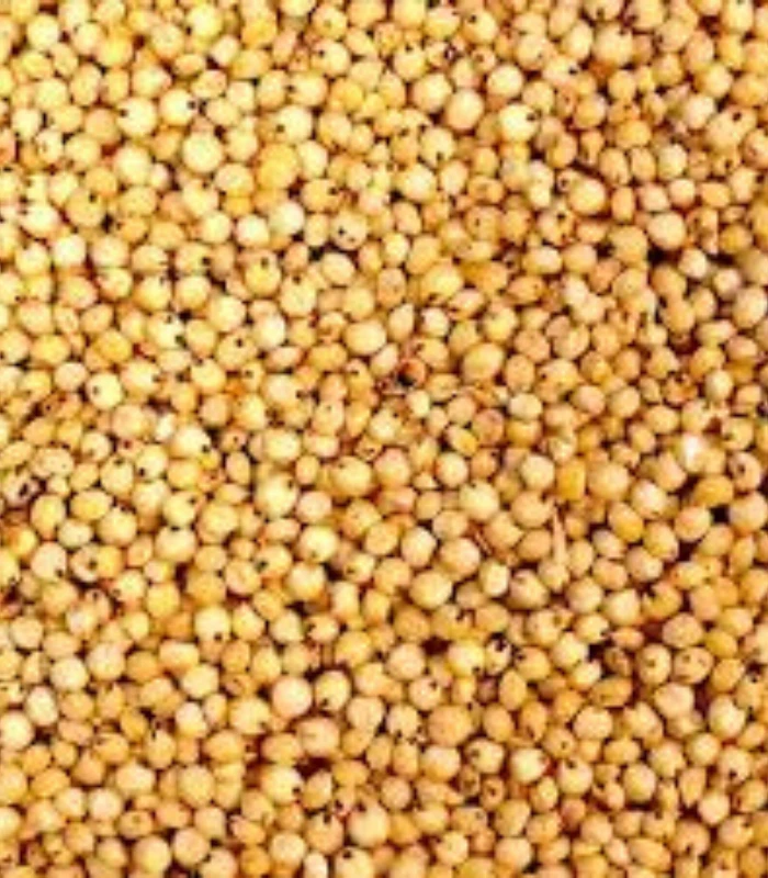 Jowar (Jonnalu) – జొన్నలు - Image 3
