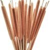 Natural Cattails – Dried Flower(జమ్ము) - Eco-Friendly