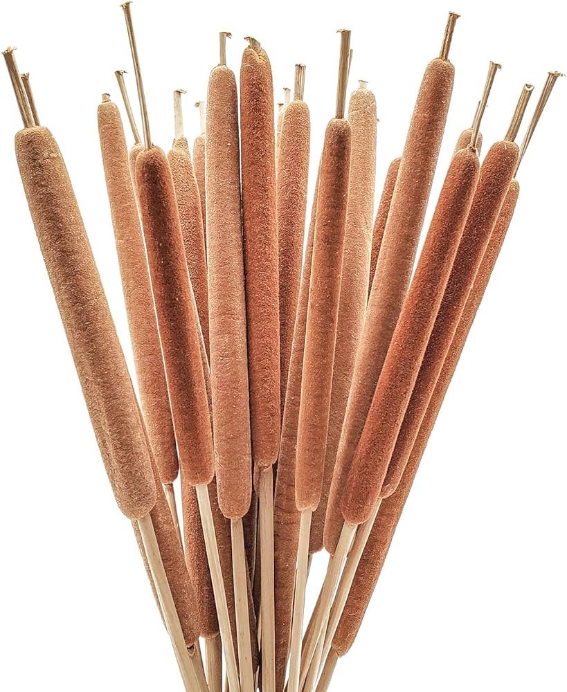 Natural Cattails – Dried Flower(జమ్ము) - Eco-Friendly